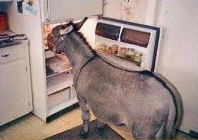 World's Best Dam Diet Advice, Keep your ASS out of the refrigerator!